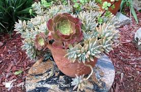 Crafting, home decor, must have craft tips tagged with: How To Make Your Own Succulent Soil With Recipe Get Busy Gardening