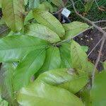 Image result for Uvariodendron