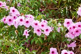Maybe you would like to learn more about one of these? Best Climbing Plants Burke S Backyard