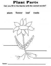 Plant Diagram Diagram Site Parts Of A Plant Plants Worksheets Parts Of A Flower