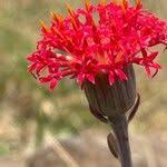 Image result for Kleinia abyssinica