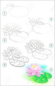 This beautiful water lily was photographed in the shade of a weeping willow tree on a calm day with very soft light. Page Shows How To Learn Step By Step To Draw A Water Lily Flower Royalty Free Cliparts Vectors And Stock Illustration Image 106226949
