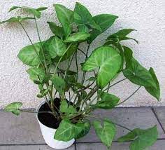 Syngonium Podophyllum Arrow Head Plant Goose Foot Plant Plants Indoor Vines Arrowhead Plant