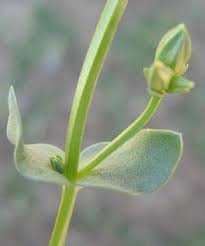 Image result for Sebaea pentandra