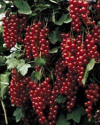 We did not find results for: Red Lake Currant Flower Seeds Red Lake Currant Bush