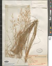 Image result for Styppeiochloa gynoglossa