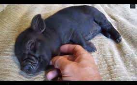 We did not find results for: Baby Micro Pig For Sale Uk Novocom Top