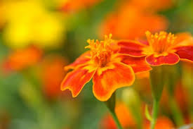 Image result for tagetes)