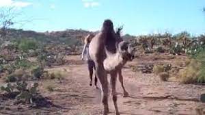 An addictive, retro inspired challenge that will see you run and jump across the dangerous. Have You Ever Saw A Camel Run Youtube