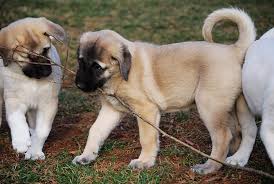 However, there are many things to be aware of before deciding to purchase anatolian shepherd puppies. Beautiful Puppies For Sale Posts Facebook