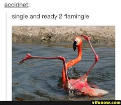 Funny Memes Of The Day 26 Pics Funnymemes Funnypictures Humor Funnytexts Funnyquotes Funnyanimals Fun Funny Flamingo Funny Animal Memes Animal Memes