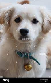 Kokoni breed hi-res stock photography and images - Alamy
