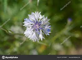 White Blue Cornflower Flower Latin Name Cyanus Segetum Centaurea Cyanus Stock Photo Image By C Nahhan 233748844