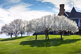 Cleveland select flowering pear trees stark bro s. Beautiful Flowering Bradford Pear Trees In Mckinney Texas Photograph By Martina Birnbaum