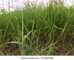 Image result for Rottboellia