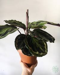 Calathea Insignis Houseplants House Plant Pots Plants Container Plants