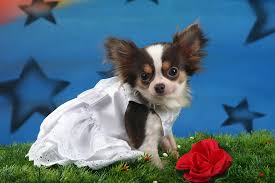 Chihuahuas remained a rarity until the early 20th century and the american kennel club. Chihuahua Hochzeitsmode Von Doggydolly