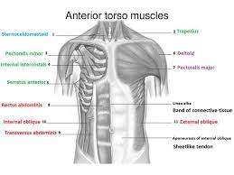 The first two groups include the extrinsic muscles, which are innervated by the anterior branches of the spinal nerves, while intrinsic muscles of the latter group. Muscles Of The Torso Upload 8 21 Muscles Of The Torso Worksheet Ppt Download