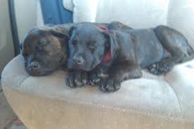 Maybe you would like to learn more about one of these? For Pet S Sake Animal Rescue Home Facebook