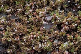 Image result for Cuscuta planiflora