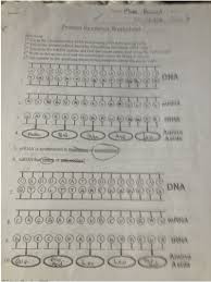 Image Result For Protein Synthesis Worksheet Answers Protein Synthesis Worksheets Synthesis