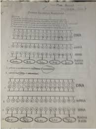 D protein synthesis answer key. 29 Rna And Protein Synthesis Gizmo Worksheet Answers Free Worksheet Spreadsheet