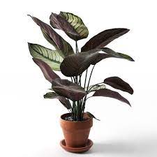 Alibaba.com'da i̇ç mekan süs bitkileri ve alanınız için doğru yeşilliği edinin. Eviniz Icin En Iyi 10 Ic Mekan Bitkisi Ve Bakimi Gelecegi Yesil Tasarla Yesilodak Com