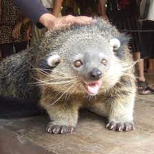 Your cute animals stock images are ready. Indonesian Bear Cat I Saw One Of These On Tv Today And Cannot Believe I Didn T Know They Exist Funny Thing Is Animals Unusual Animals Animals Beautiful