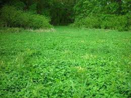 Natural Resource Enterprises Food Plots For Deer Deer Food Food Plot