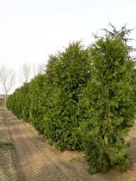 Image result for Calocedrus decurrens