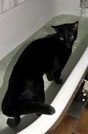 That's the main reason why they are these include golden brown, silver, smoke and black. 300 Savannah Cats Ideas Cats Savannah Chat Savannah Cat