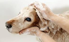 Stir the powder with your hands until it dissolves completely. How To Give A Dog An Oatmeal Bath Soothing Spot S Skin