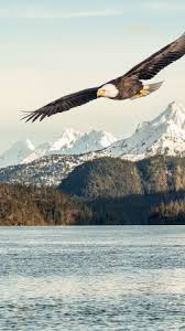 Bird Pictures Bird Hd Wallpapers Funny Bird Pictures 4k 8k Search free 4k wallpapers on zedge and personalize your phone to suit you.