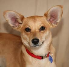 What to do about dull coats and skin problems in shelties on a recent visit to my vet, i asked if there were something i could do to help, and the vet asked if i gave the. Foxie 11 Pound Sheltie Mix S Web Page