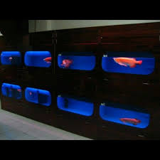 Arowana Arwana Dragonfish Siluk N1wanred N1red Aro Chilired Bloodred Super Red N1wan Fresh Water Water Tank Monster Fishing