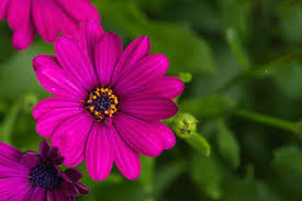 Of the flowers bloom on the same evening, in. South African Flowers Stock Photos And Images 123rf