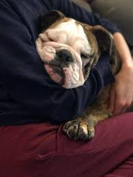 And some dogs, like boston terriers, bulldogs, and pugs, are prone to heavier breathing than other dogs because of their short. Do English Bulldogs Shed The Bulldog Blog