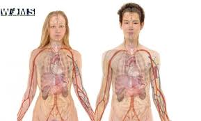 Abdominal pain is characterized by cramping or discomfort in the abdomen (or stomach) area. All You Need To Know About Abdomen Anatomy Of Abdomen Woms