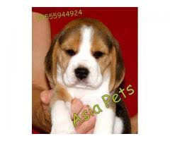 Would you be interested in fostering a dog/puppy? Beagle Puppies Price In Chennai Beagle Puppies For Sale In Chennai
