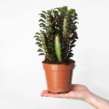 Image result for Euphorbia platycephala