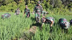 Pidie Tribunusantara Com Bertempat Di Area Sawah Desa Jijiem Kecamatan Keumala Tepatnya Di Lahan Demplot Tanaman Padi Kodim 0102 Pidie Petani Pedesaan Teori