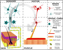 Functions of the glial cells of the peripheral nervous system. File Nervous System Organization En Svg Wikipedia