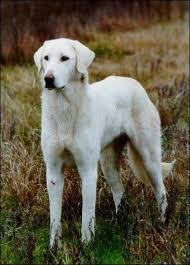 Akbash Dog Turkish Shepherd Akbas Coban Kopegi Akbas Coban Kopegi Akbash Dog Livestock Guardian Dog Rare Dog Breeds