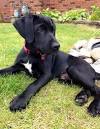 Black Solid Black German Shorthaired Pointer