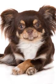 Black And White Long Haired Chihuahua Pictures Brown Tricolor Chihuahua Dog Lying Down With Crossed Paws On White Cute Chihuahua Chihuahua Dogs Chihuahua Puppies