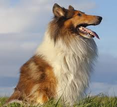 rough collie dog breed information hills pet