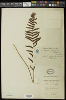 Image result for Thelypteris confluens