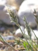 Image result for Enneapogon scoparius