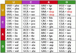 59 Perspicuous Dna To Rna Codon Chart