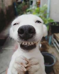 New Tattoo Cute Animal Happy Ideas Cute Baby Animals Cute Animals Cute Funny Animals